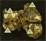 Stable nitrogen isotopes in oyster tissues can help to identify nitrogen sources