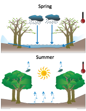 Vernal pool hydrology conceptual diagram
