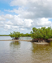 Mangroves and oyster reefs