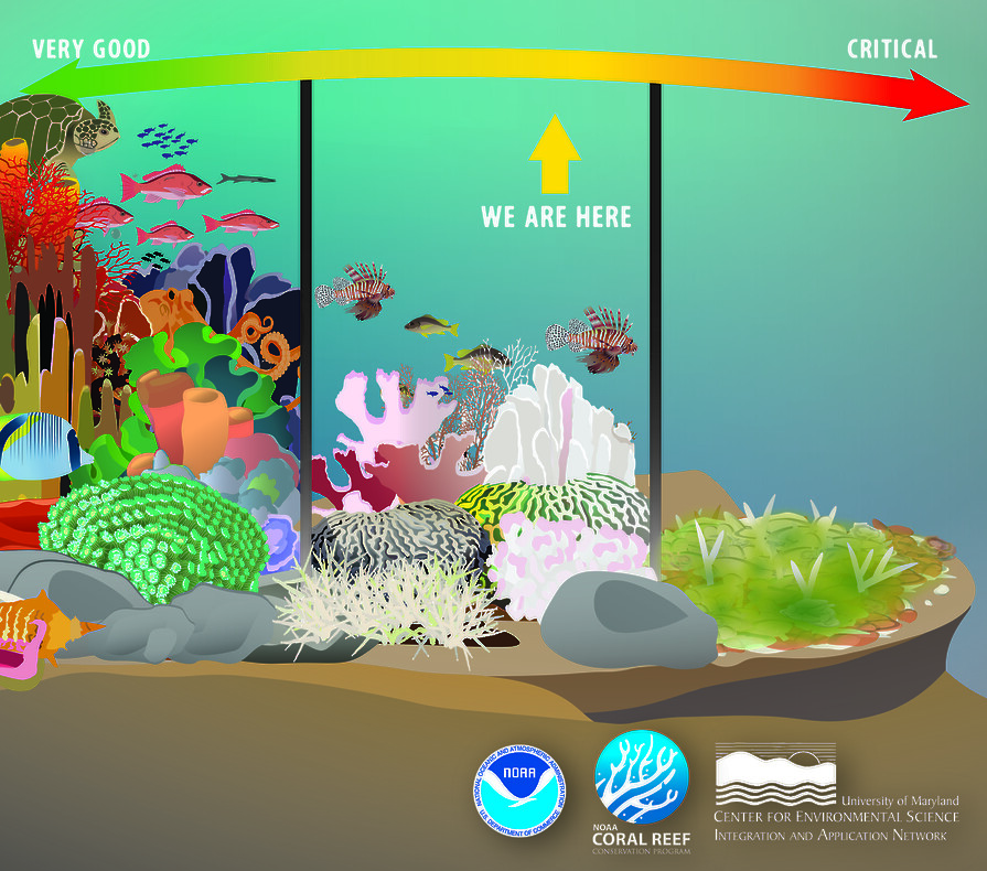 Alt text: Infographic of coral reef health continuum from “Very Good” to “Critical,” separated into three stages of coral health, that indicates U.S. reefs are currently in fair condition.