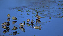 Group of Mallard Ducks on a frozen Choptank River 