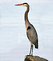 Blue Heron on the shores of the Choptank River on the eastern side of the Chesapeake Bay 