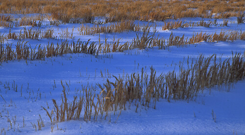 Winter wheat on Delmarva between Cambridge and Easton, MD