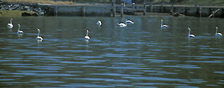 Mute Swans congregating to feed on seagrass beds in the Choptank River