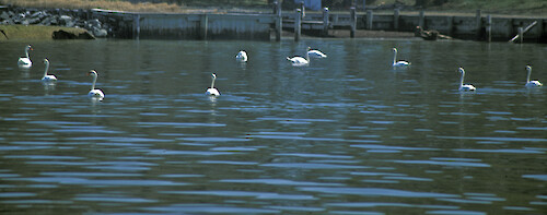 Mute Swans congregating to feed on seagrass beds in the Choptank River