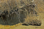 Shoreline Erosion in the Choptank River