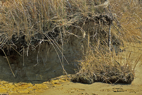 Shoreline Erosion in the Choptank River