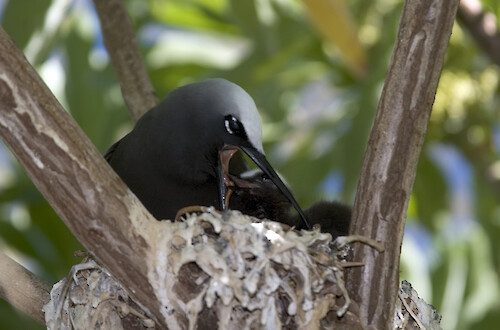 Noddy Tern nesting in a Pisonia tree, feeding its baby at Lady Elliot Island