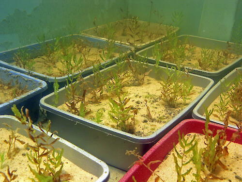 Trays of Redhead Grass being grown in flow through tanks at the University of Maryland Center for Environmental Science Horn Point 