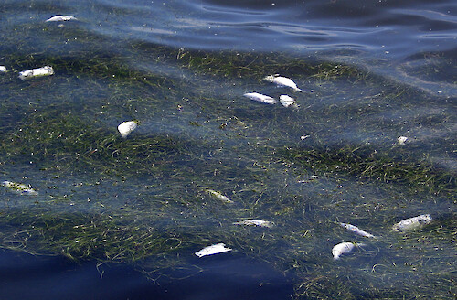 Fish dead, suspected to be from toxic algal bloom entrapped in floating seagrass matt