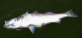 Algal bloom presumed responsible for large scale fish kills in Chesapeake Bay in summer 2003