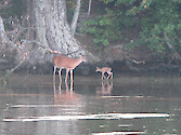 A goat-like bleeting sound was coming from behind the phragmites before the doe and fawn emerged into view onto this piece of beach. The fawn was obviously just born, its legs still wobbling as it approached its mother and began to nurse.
May 2005, North Fork Tred Avon River, Easton, MD