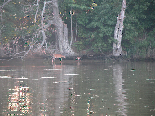 A goat-like bleeting sound was coming from behind the phragmites before the doe and fawn emerged into view onto this piece of beach. The fawn was obviously just born, its legs still wobbling as it approached its mother and began to nurse.
May 2005, North Fork Tred Avon River, Easton, MD
