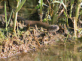 There were two Northern Water Snakes that were poised at the edge of the shoreline where, in the calm shallows (3-4