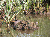There were two Northern Water Snakes that were poised at the edge of the shoreline where, in the calm shallows (3-4