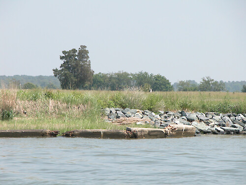 Concrete slabs, shown on the left side of the photo, can be spaced apart to provide wildlife access to and from wetlands and uplands while still providing some degree of shoreline protection. This innovative approach is generally considered an improvement over the common rip rap shown on the right side of this photo, which is a significant and often insurmountable obstacle to wildlife.
May 2005, Town Creek, Oxford, MD