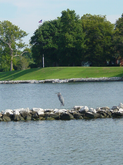 Great Blue Heron photo taken from the dock at Horn Point Laboratory looking towards the University of Maryland Center for Environmental Science Administration building. 