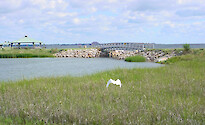 Restored tidal wetlands at Norfolk Naval Base
