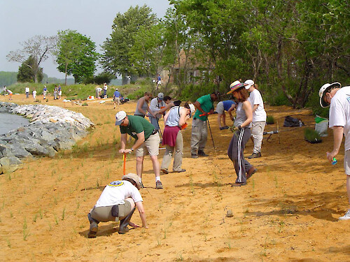 Volunteers plant wetland plants at the Naval Air Station Patuxent River's Webster Field Annex adjacent to the Potomac River in Maryland.