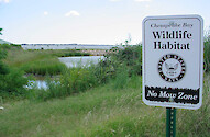 Restored tidal wetlands at Norfolk Naval Base (Salt Marsh Park).