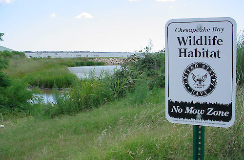 Restored tidal wetlands at Norfolk Naval Base (Salt Marsh Park).