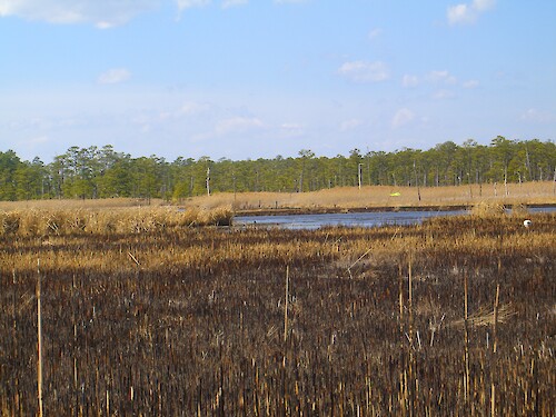 Area burned at Blackwater, for purposes of trapping nutria