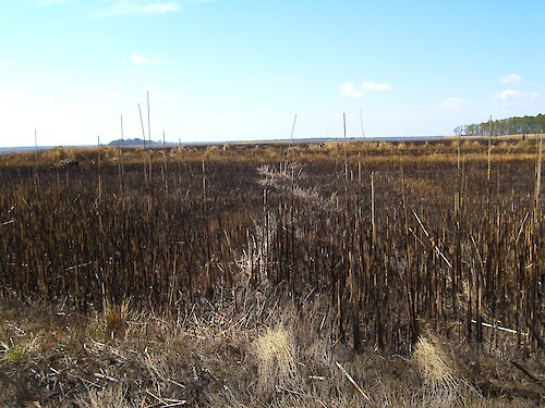 Burned areas of the refuge, for purposes of trapping nutria