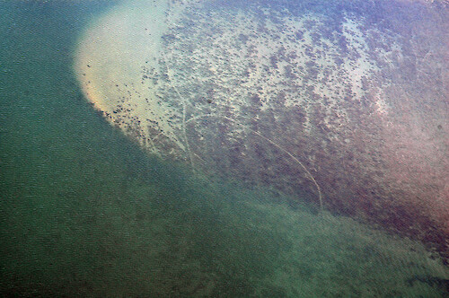 Visible here are propellor scars in a seagrass bed in Sinepuxent Bay