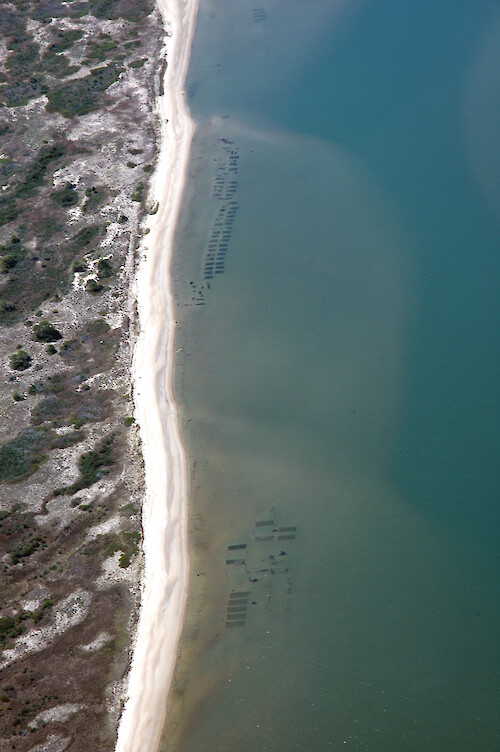 Clam aquaculture in Chincoteague Bay, along the inside edge of Assateague Island