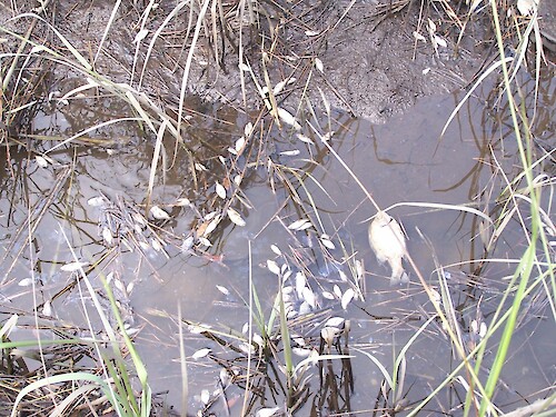 The fish kill was from a sewage spill into Hewletts Creek, a tidal creek.