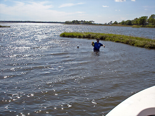Ben Fertig sampling seagrasses in St. Martin's River