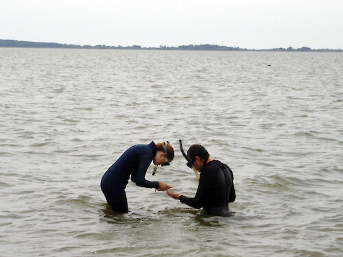 Caroline Wicks and Tim Carruthers sample seagrass in the cold waters of the Sinnepatuxent Bay