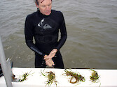 Tim Carruthers samples sea grass