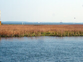 Marsh in Chincoteague Bay