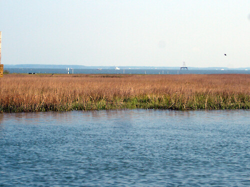 Marsh in Chincoteague Bay