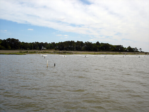 Hardshell Clam Floats in Brackanorton Bay near Scott's Landing. Taken during deployment of buoys in Johnson's Bay