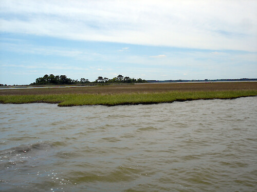 A marshy area in Johnson's Bay near Scott's Landing