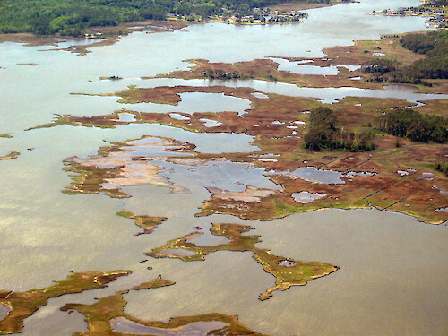 Eroding wetlands in Sinepuxent Bay.