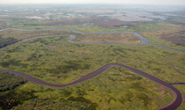 Healthy marshes in Blackwater National Wildlife Refuge