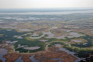 Healthy marshes (green) and stressed marshes (brown) in Blackwater National Wildlife Refuge. 