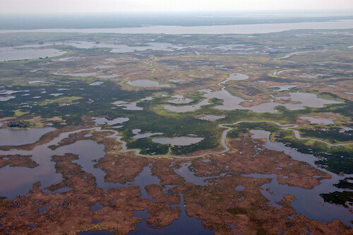 Healthy marshes (green) and stressed marshes (brown) in Blackwater National Wildlife Refuge. 