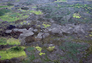 Marshes in Farm Creek Marsh in Fishing Bay Wildlife Management Area