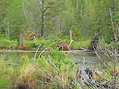 Deer at Stump Pond, Baxter State Park