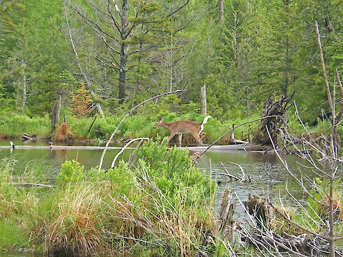 Deer at Stump Pond, Baxter State Park