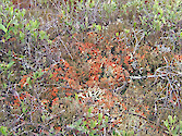 Vegetation in bog