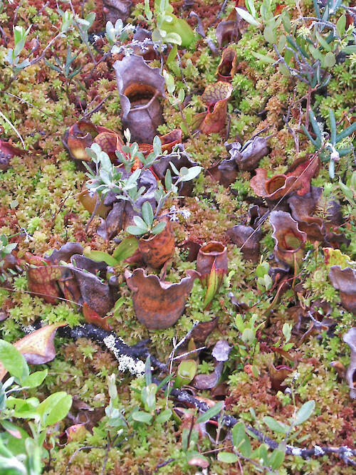 Pitcher plants in Orono bog