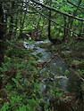 Vegetation along Roaring Brook, Baxter State Park, Maine
