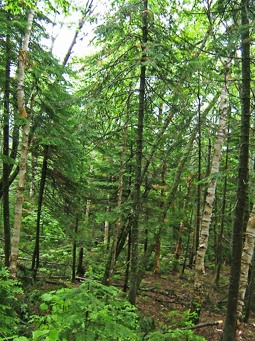 Vegetation along Roaring Brook, Baxter State Park, Maine