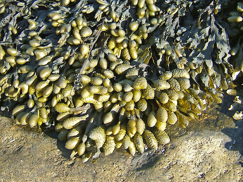 Seaweed, Seawall, Acadia National Park, Maine