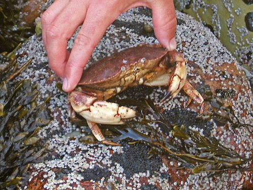 Crab, Bass Harbor Head Light, Acadia National Park, Maine